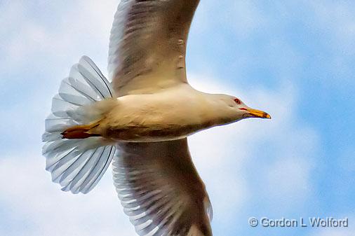 Gull Overhead_25097.jpg - Ring-billed Gull (Larus delawarensis) photographed along the Rideau Canal Waterway at Smiths Falls, Ontario, Canada.